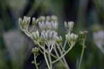 Ovateleaf Indian plantain